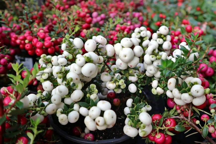 Luca Piccini Basile/istockphoto.com