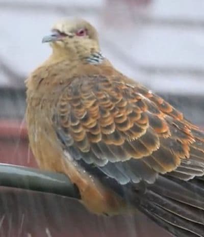 ゲリラ豪雨の中で水を浴びる「キジバト」　清々しい“撥水”姿に「気持ち良さそう」