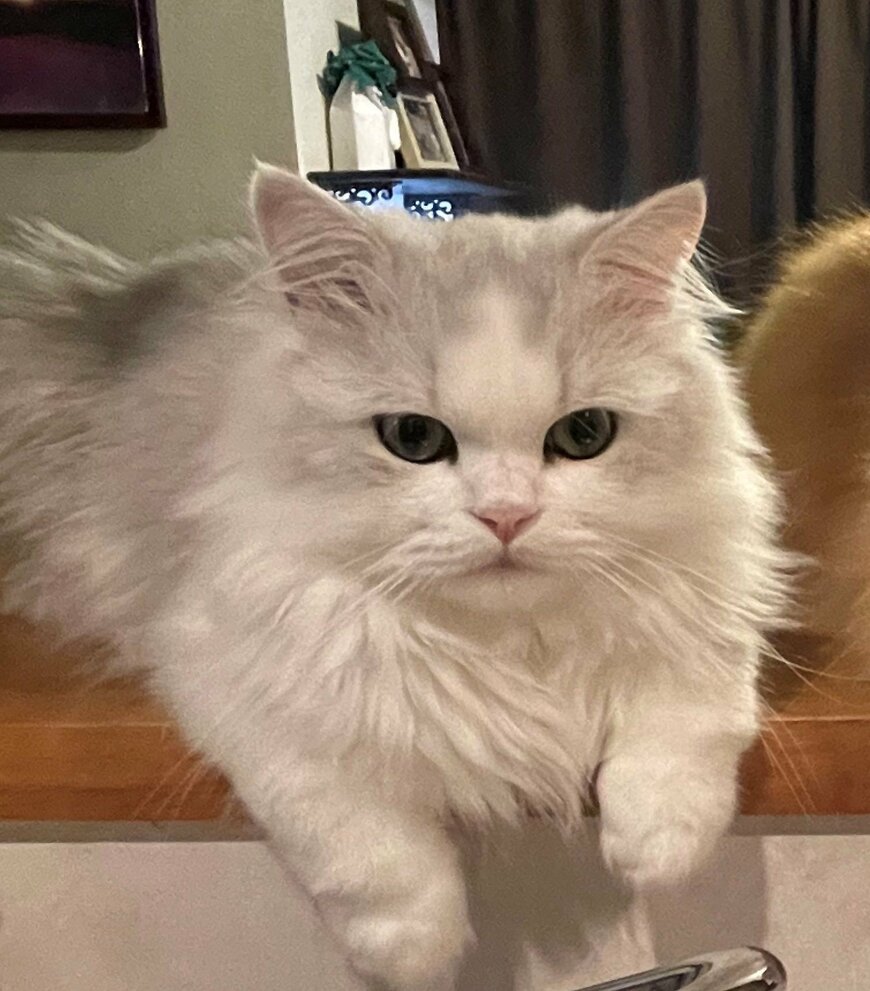 出所：@NEKOLAND13