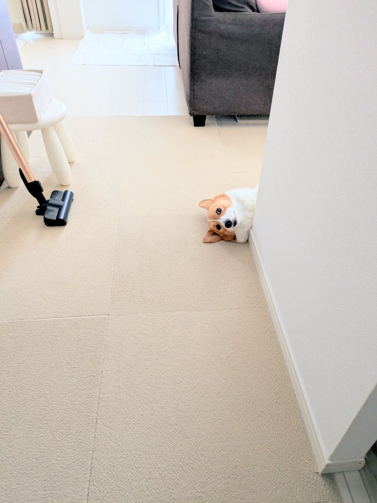 出所：@komachiaya_