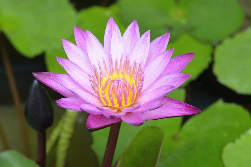 momo5287/istockphoto.com