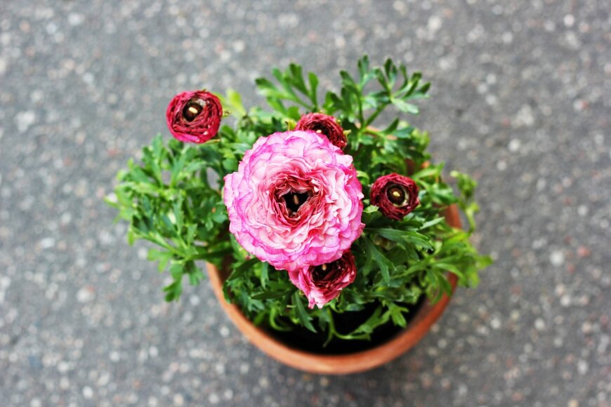 Totokzww/Shutterstock.com