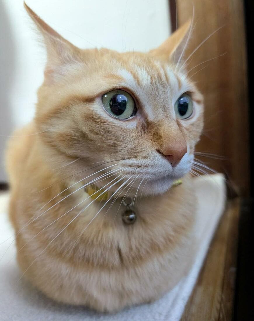 【がおー】普段は美形の猫ちゃんが…猛獣に変身！？予想外の姿にみんなの注目が集まる