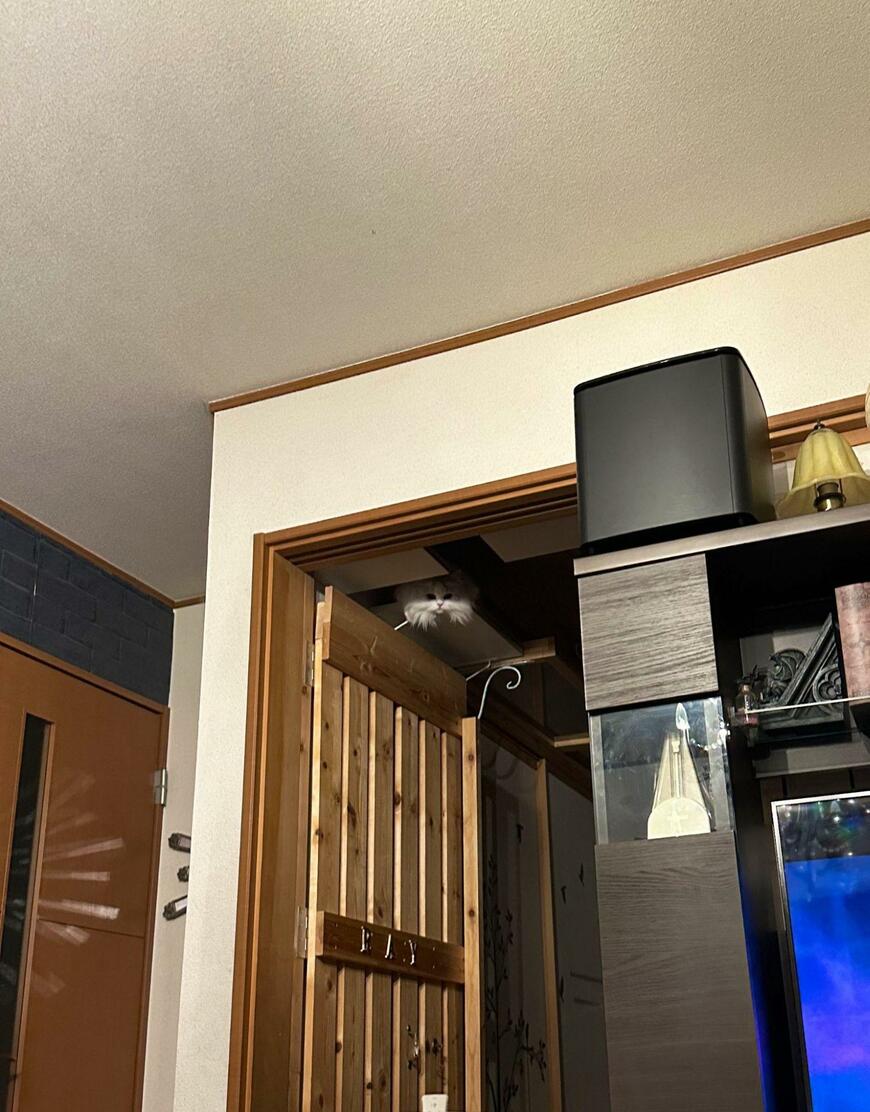 出所：@NEKOLAND13