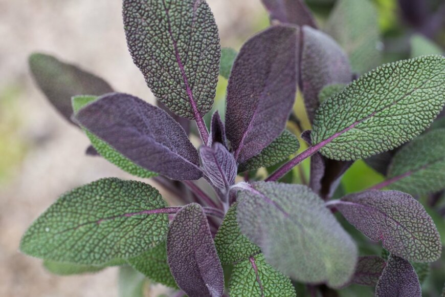 Carex/shutterstock.com