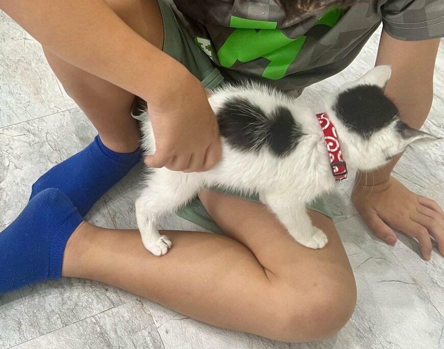 【元保護猫】8ヶ月前は小さくて毛がパヤパヤだった子猫の成長に感動！Xで3.2万いいね