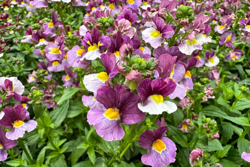 ネメシア　Opachevsky Irina/shutterstock.com