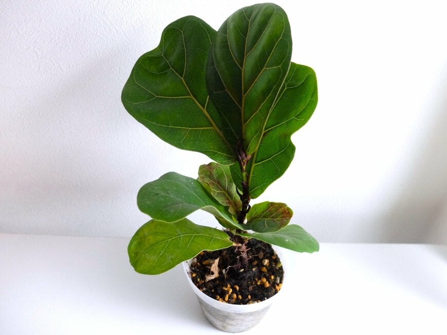 筆者撮影（ダイソー、カシワバゴムノキ）