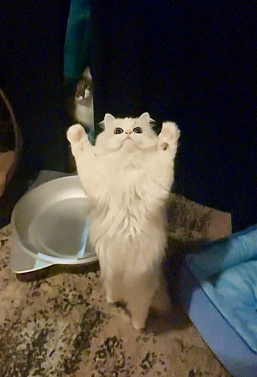 出所：@NEKOLAND13