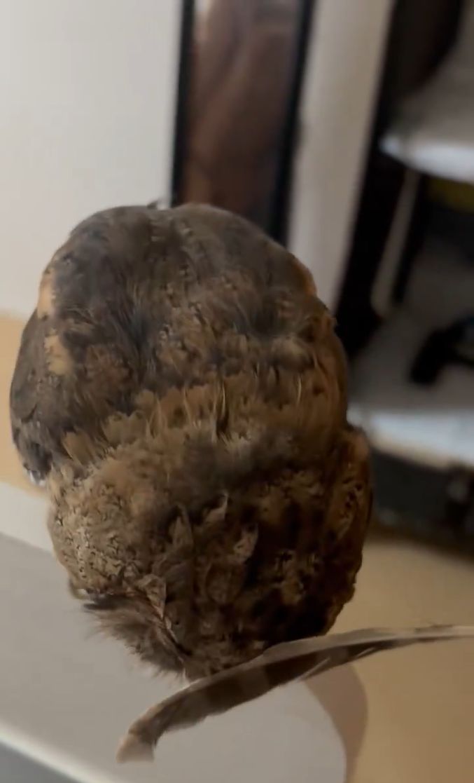 出所：@purinon2929k