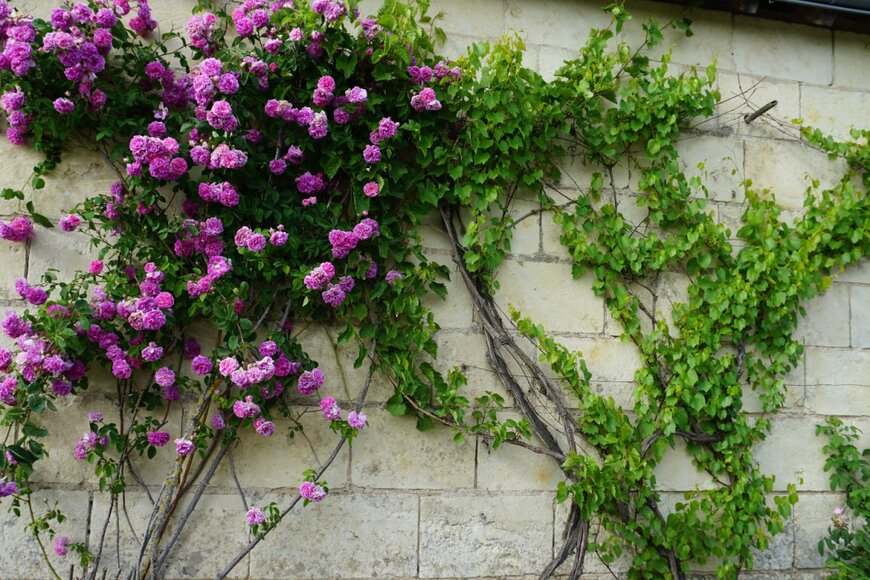 poupine/.shutterstock.com