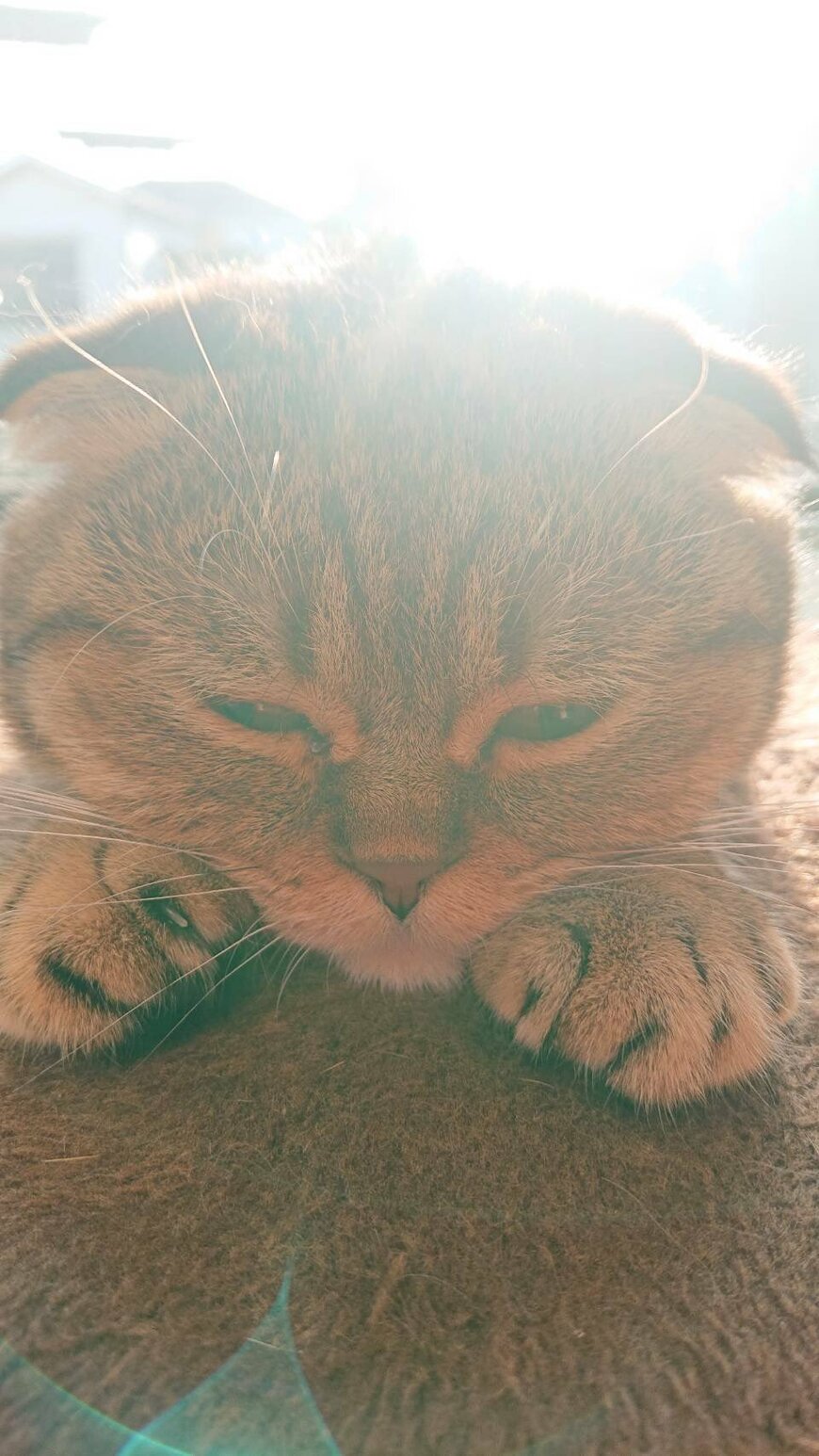 出所：@ponpokopontanu