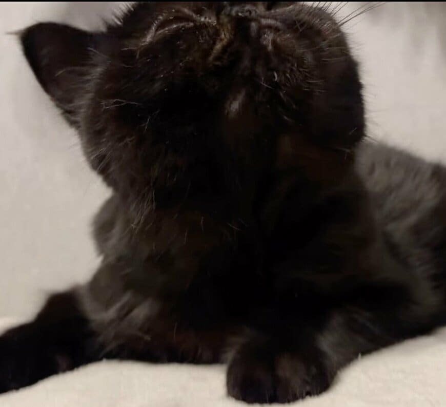 出所：@kotetsu_0420