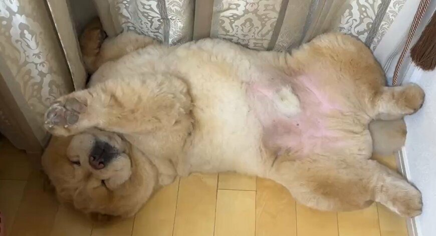 出所：@kurizo_chow