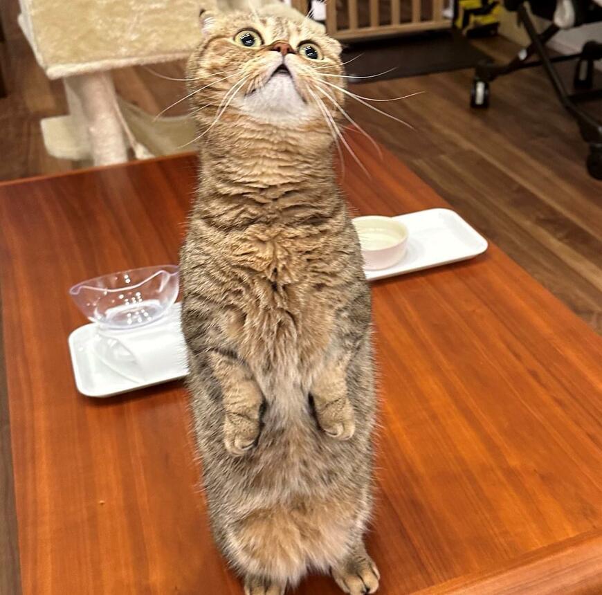 出所：@ponpokopontanu