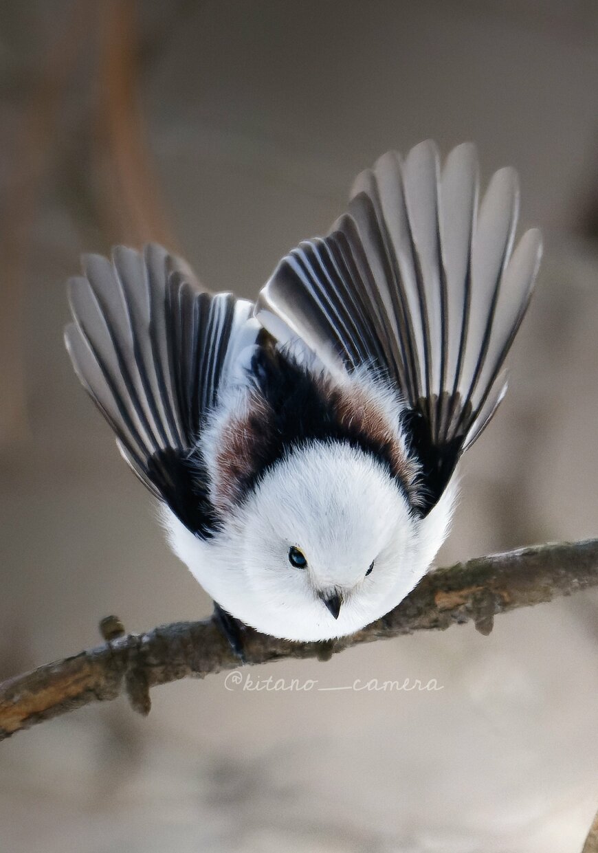 出所：@kitano_camera