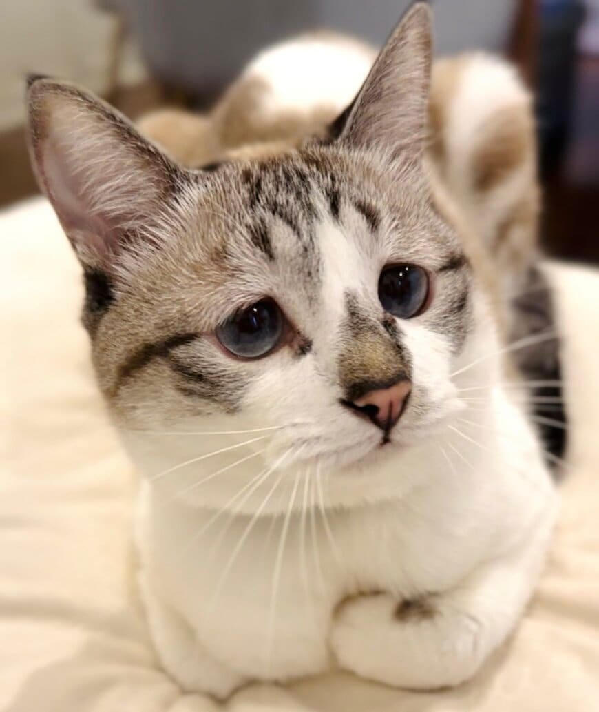 しょんぼり顔の猫