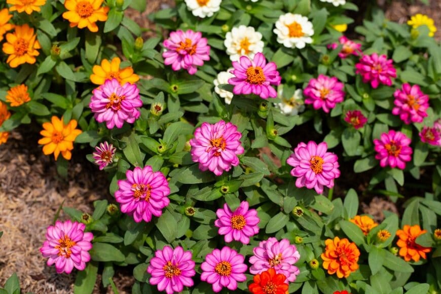 ピンク、白、オレンジ色の花を咲かせている、ジニア