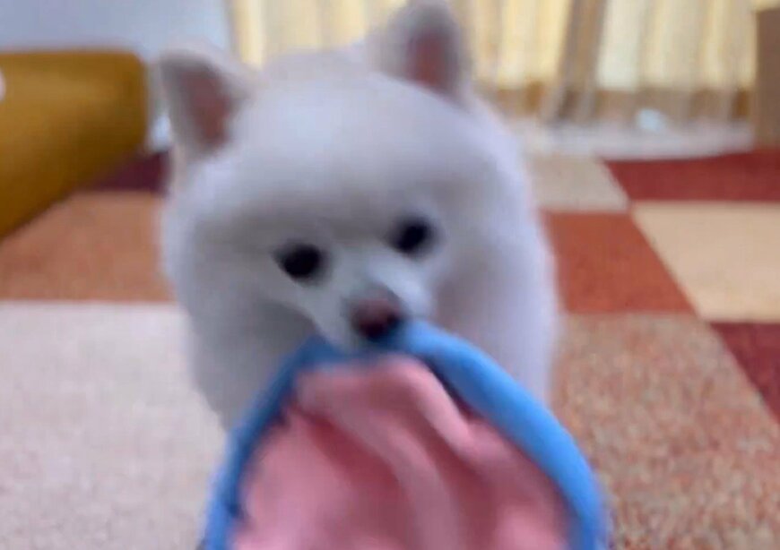 空中キャッチに挑戦する犬