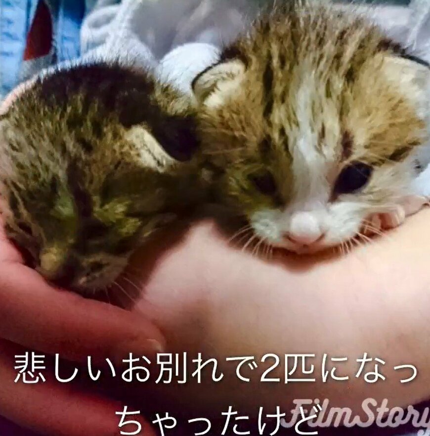 悲しいお別れの猫