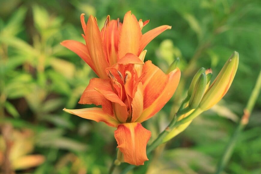 オレンジ色の花を咲かせている、ヘメロカリス