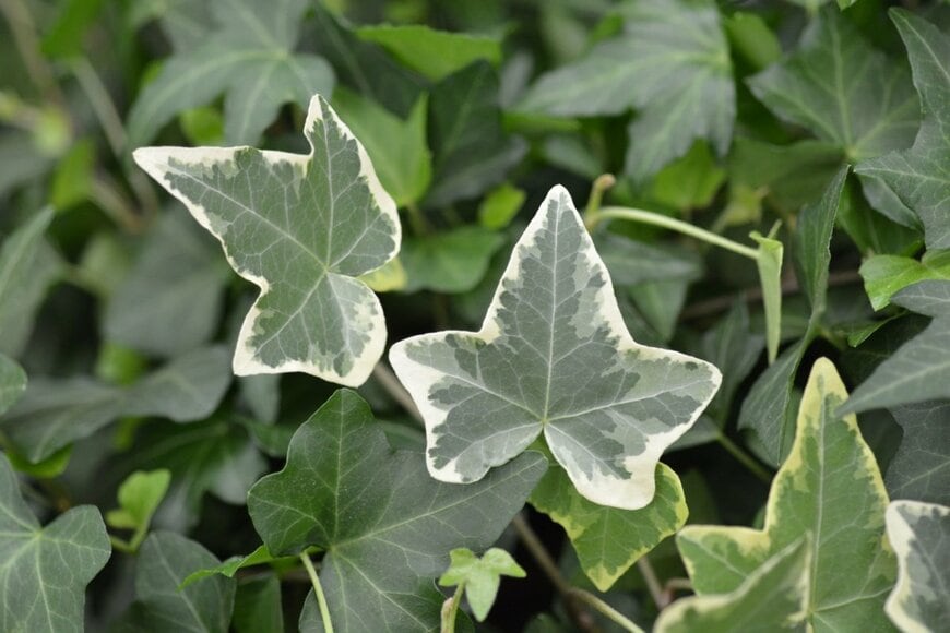 濃い緑色の葉の縁に白い斑が入った、ヘデラ