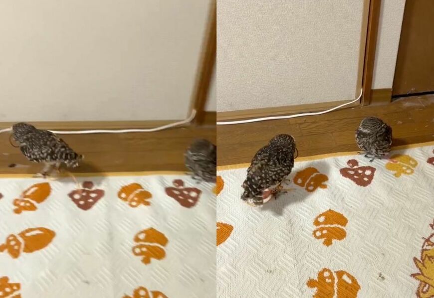 投稿動画のワンシーン