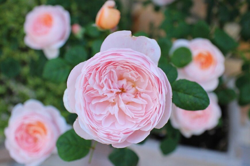 ピンクの花を咲かせている、クイーンオブスウェーデン