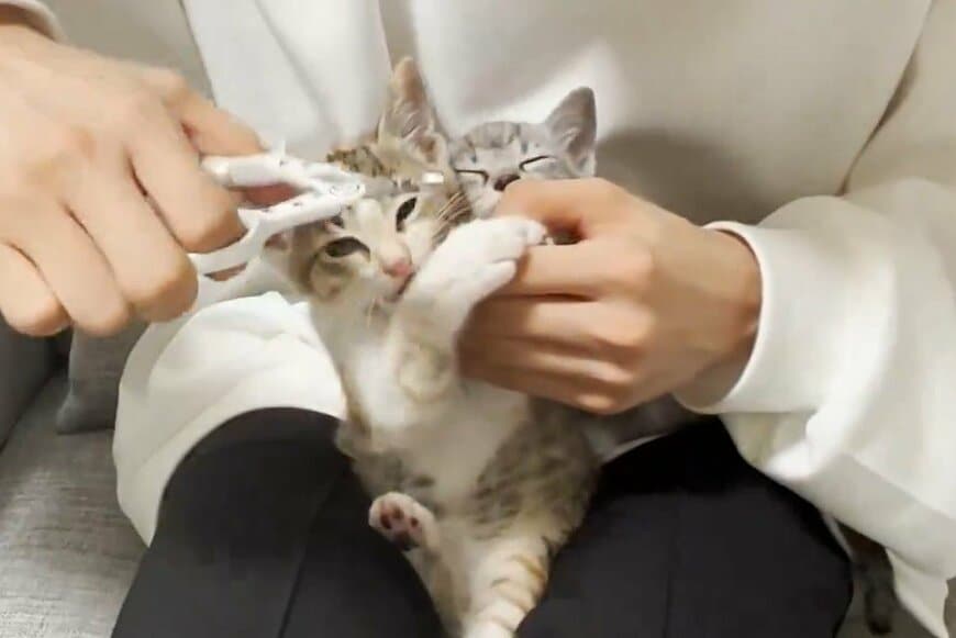 爪切りする猫