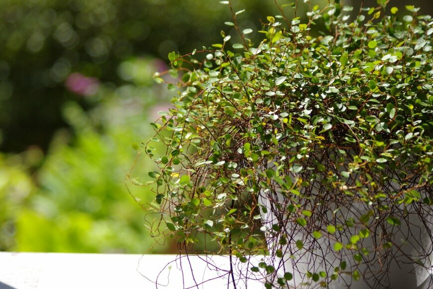 丸い小さな葉、針金のような繊細な茎がオシャレな「ワイヤープランツ」