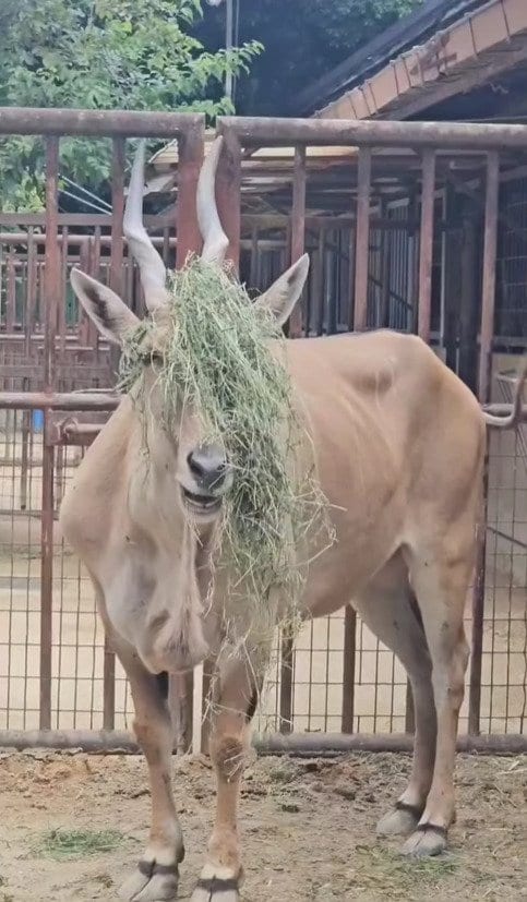 愛媛県立とべ動物園