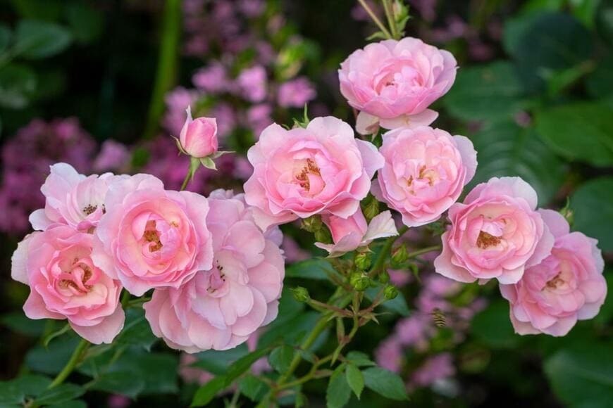 薄いピンク色のボニカ’82がの花が咲いている