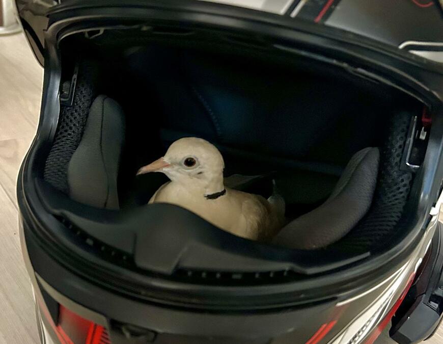 まったりしていた鳩