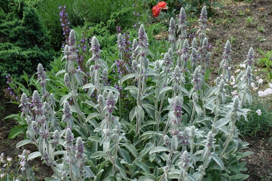 淡い紫色の小花を咲かせている、ラムズイヤー