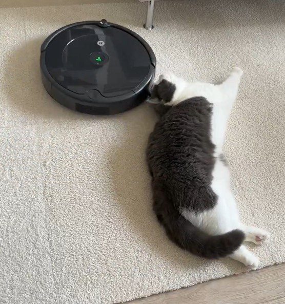 ルンバと猫
