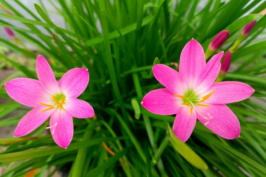 ピンクのハブランサスの花のアップ画像