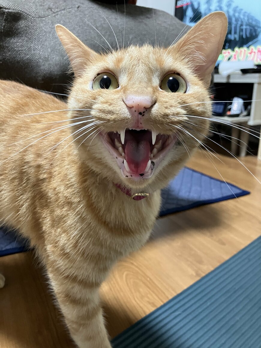 普段見せる猫ちゃんの表情