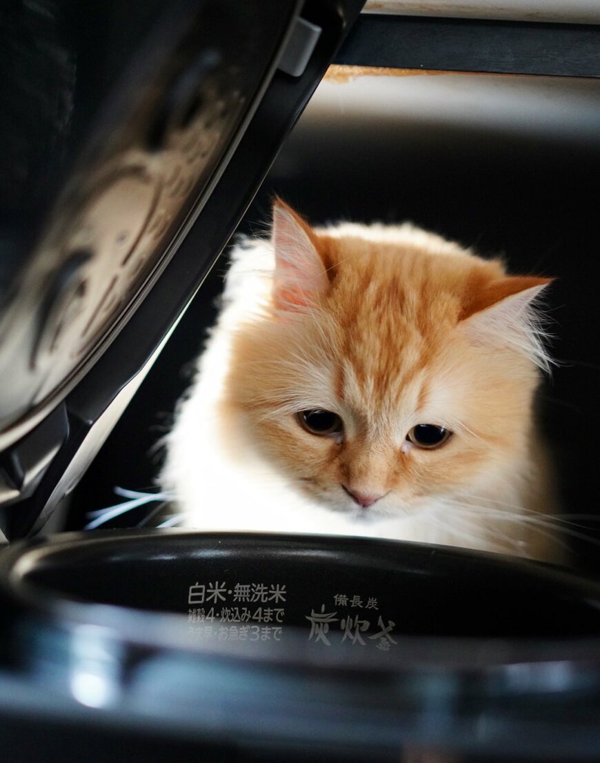 水加減を見る猫