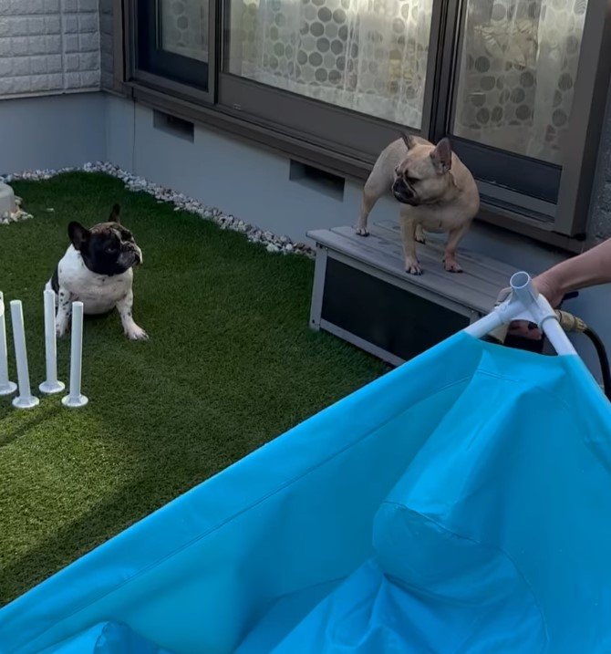 フレブルとプール