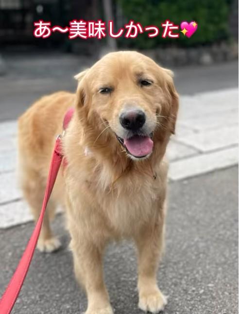 こちらを見つめる犬