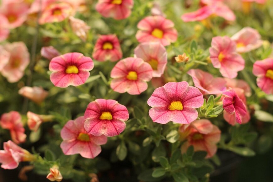 サーモンピンクのカリブラコアの花
