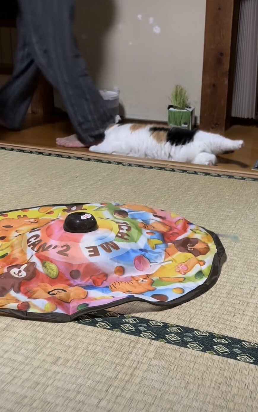 おもちゃよりお父さんが好きな猫