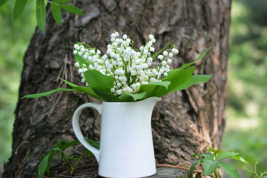 白い水差しに生けられたスズランの花