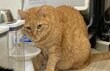 【狙われてる!?】子分のエサを狙う悪〜い表情の猫がSNSで話題に。