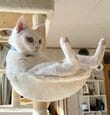 どうしてそのポーズに？白猫ちゃんが見せたユニークな立ち姿に癒やされる 「この体幹、見習いたい」の声