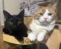 不満そうな顔の猫の横で、ぐいぐい寄ってくる黒猫…「狭いっす」の心の声が聞こえそう