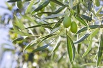 「植物を大切に育ててる」小川菜摘 オリーブであふれるお洒落な自宅テラスに「ポーチュラカかわいい」「素敵なテラス」の声