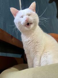 飼い主さんが起床後に見た「猫の顔」　健気な表情にホッコリする人が続出