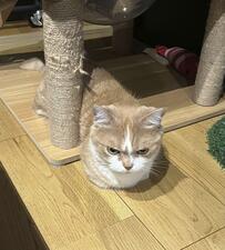 「ハマってるね」真ん丸猫ちゃんが四角い枠にすっぽり…可愛すぎる行動にいいね続々