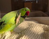 【ちょっと、何よこれ（怒）】頭についた「ホワ毛」が取れずにイライラするインコに爆笑！